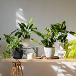Consejos para cuidar tus plantas de interior
