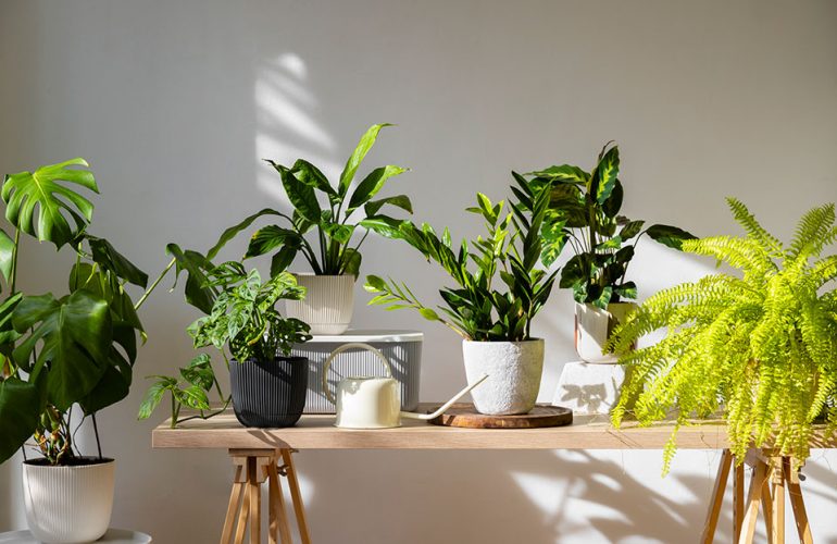 Consejos para cuidar tus plantas de interior