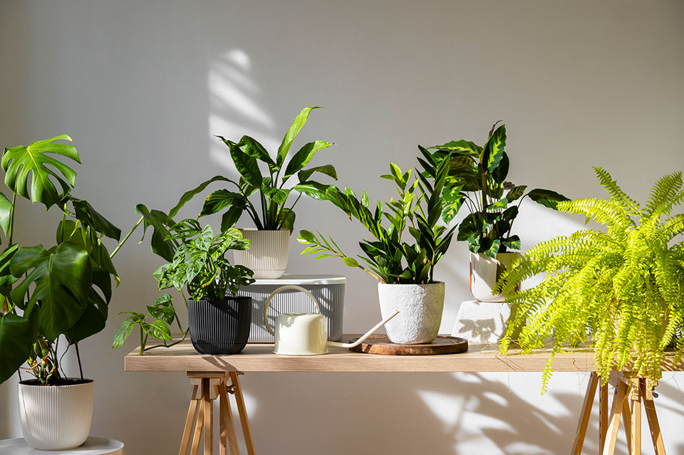 Consejos para cuidar tus plantas de interior