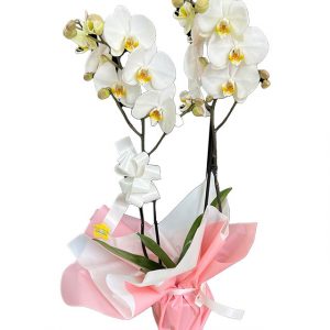 Orquídea de 2 varas