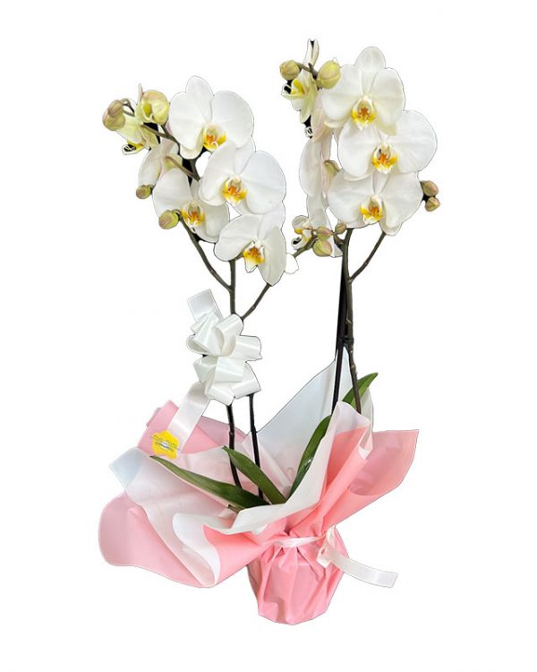Orquídea de 2 varas