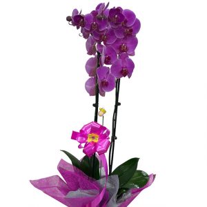 Orquídea Malva