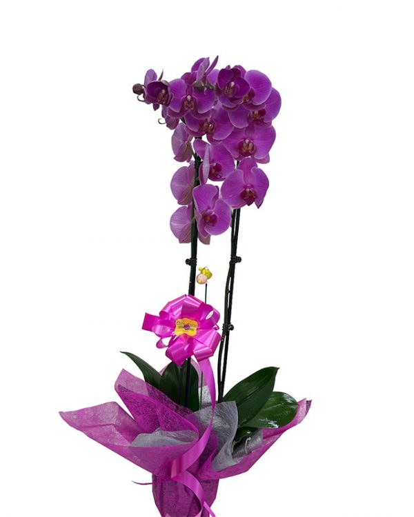 Orquídea Malva